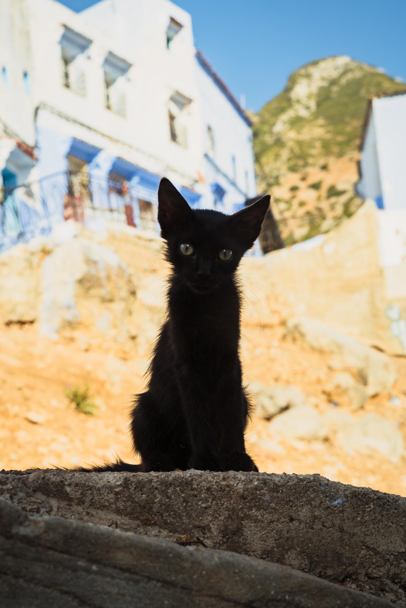 On the Blue Background There's a Cat