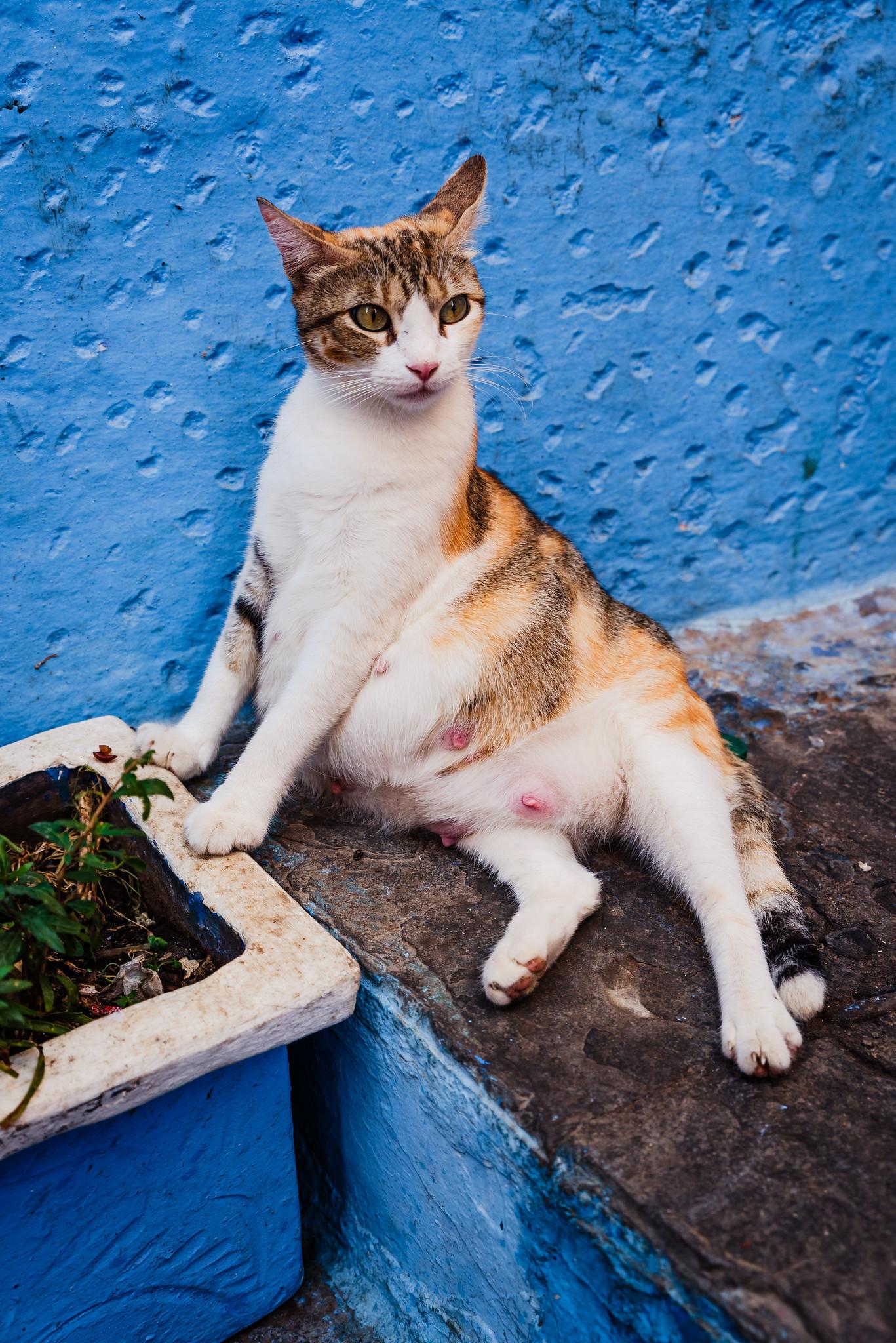 Model-like Pose