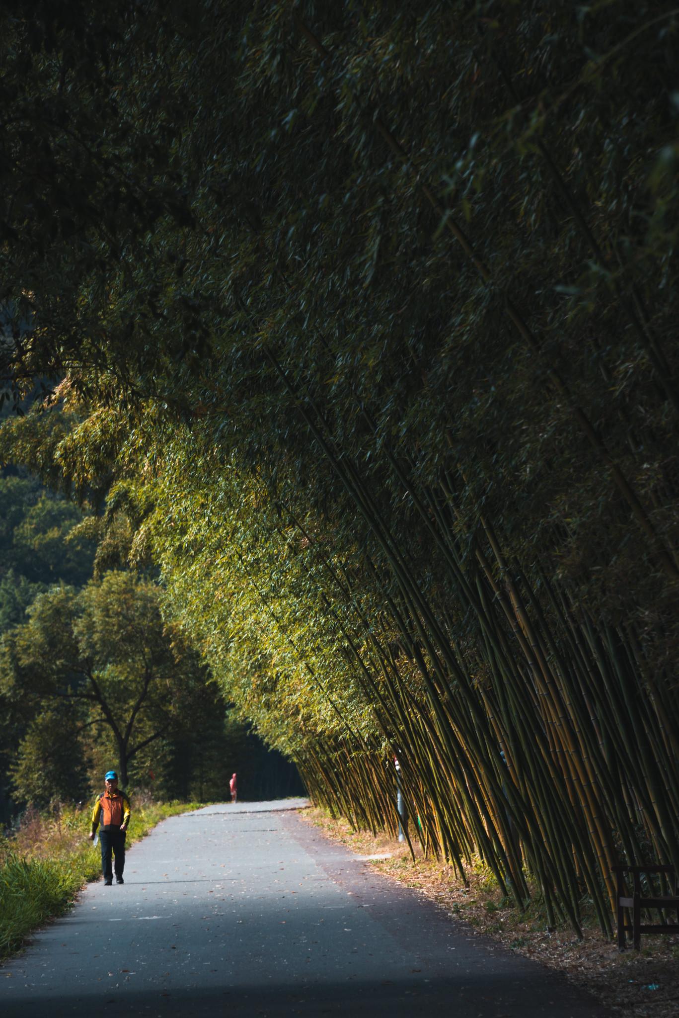 Bamboo Forest