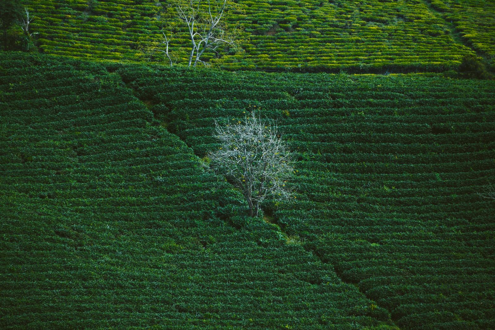 Ngọn cây cô đơn