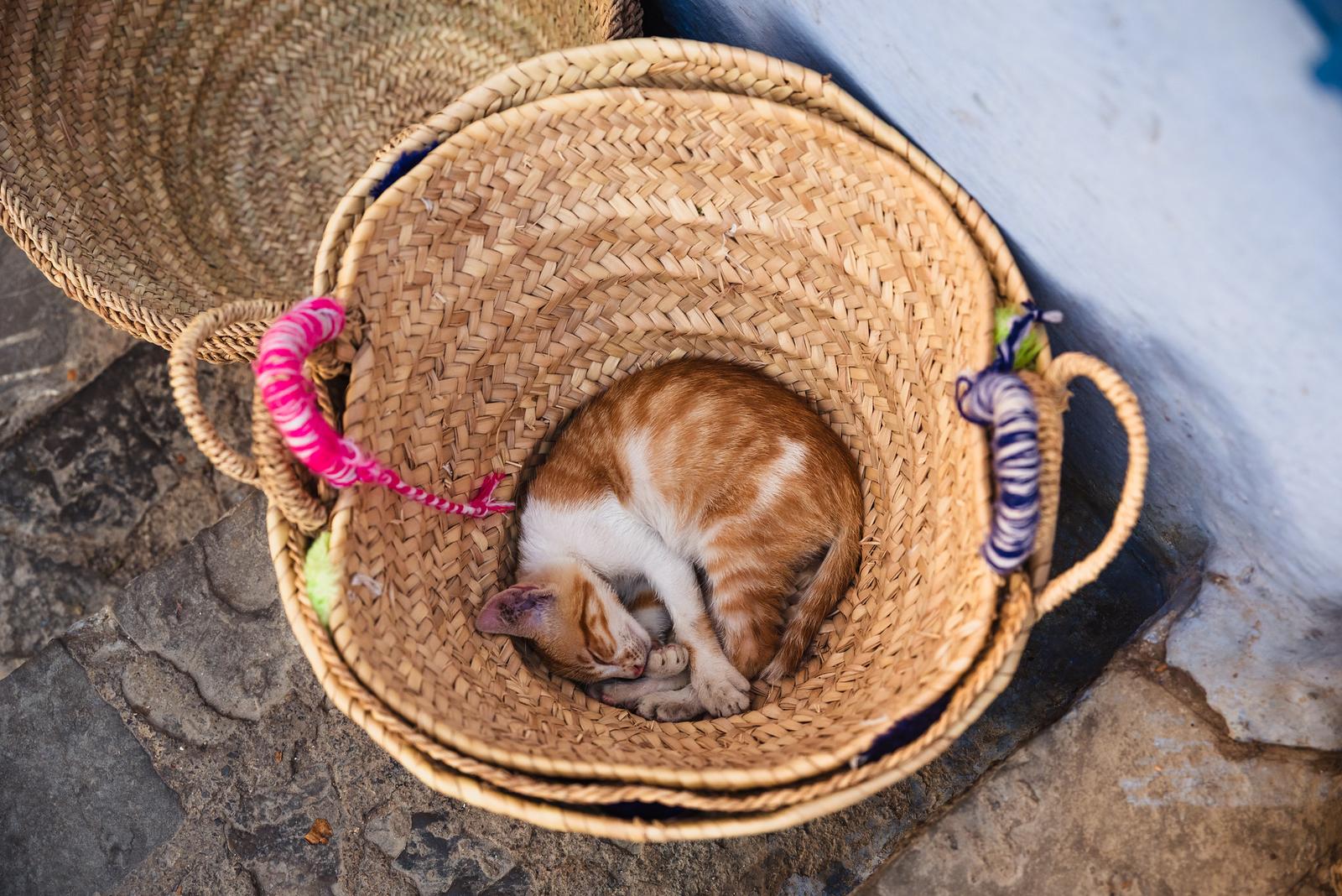 In the Basket