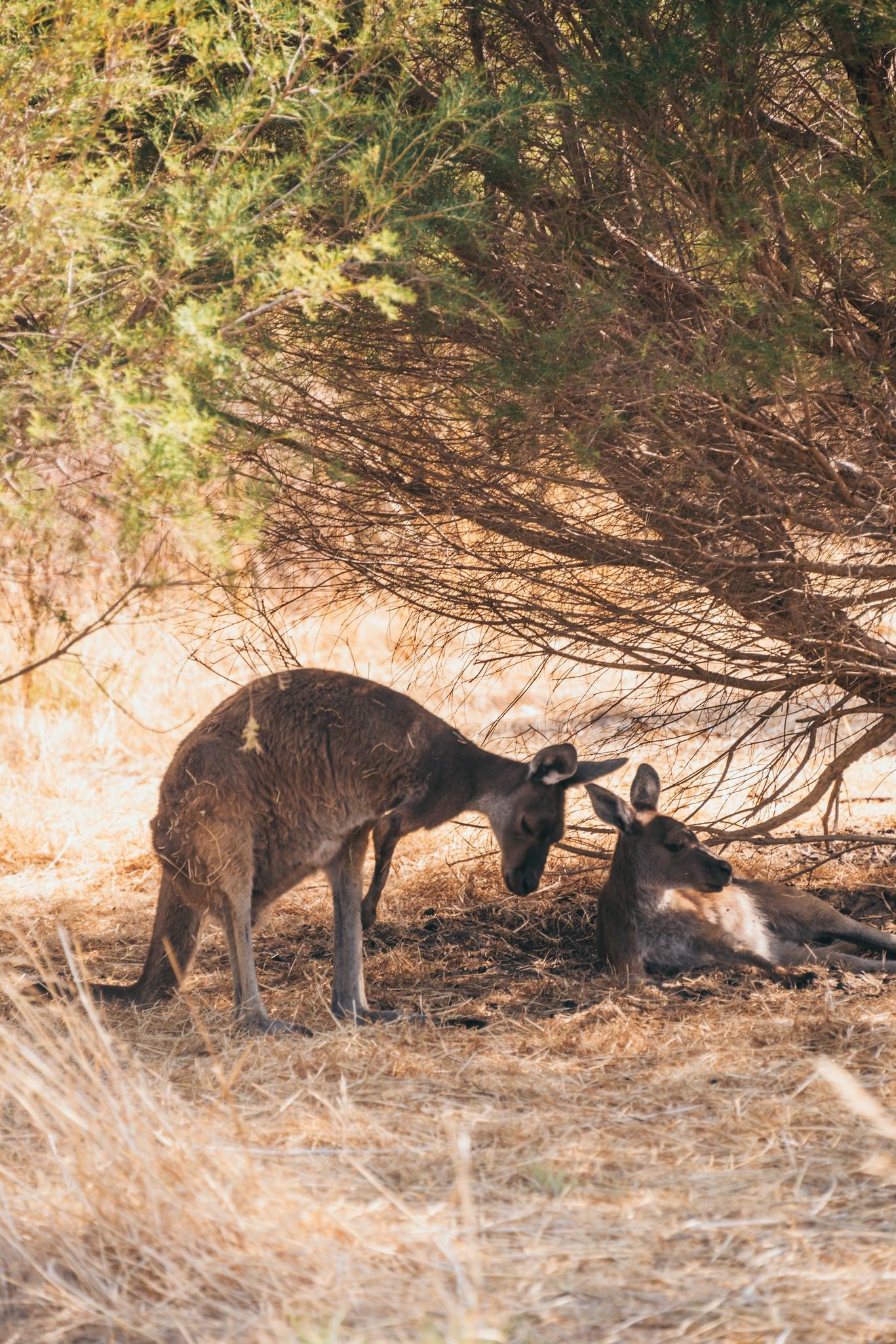 A Kangaroo Family