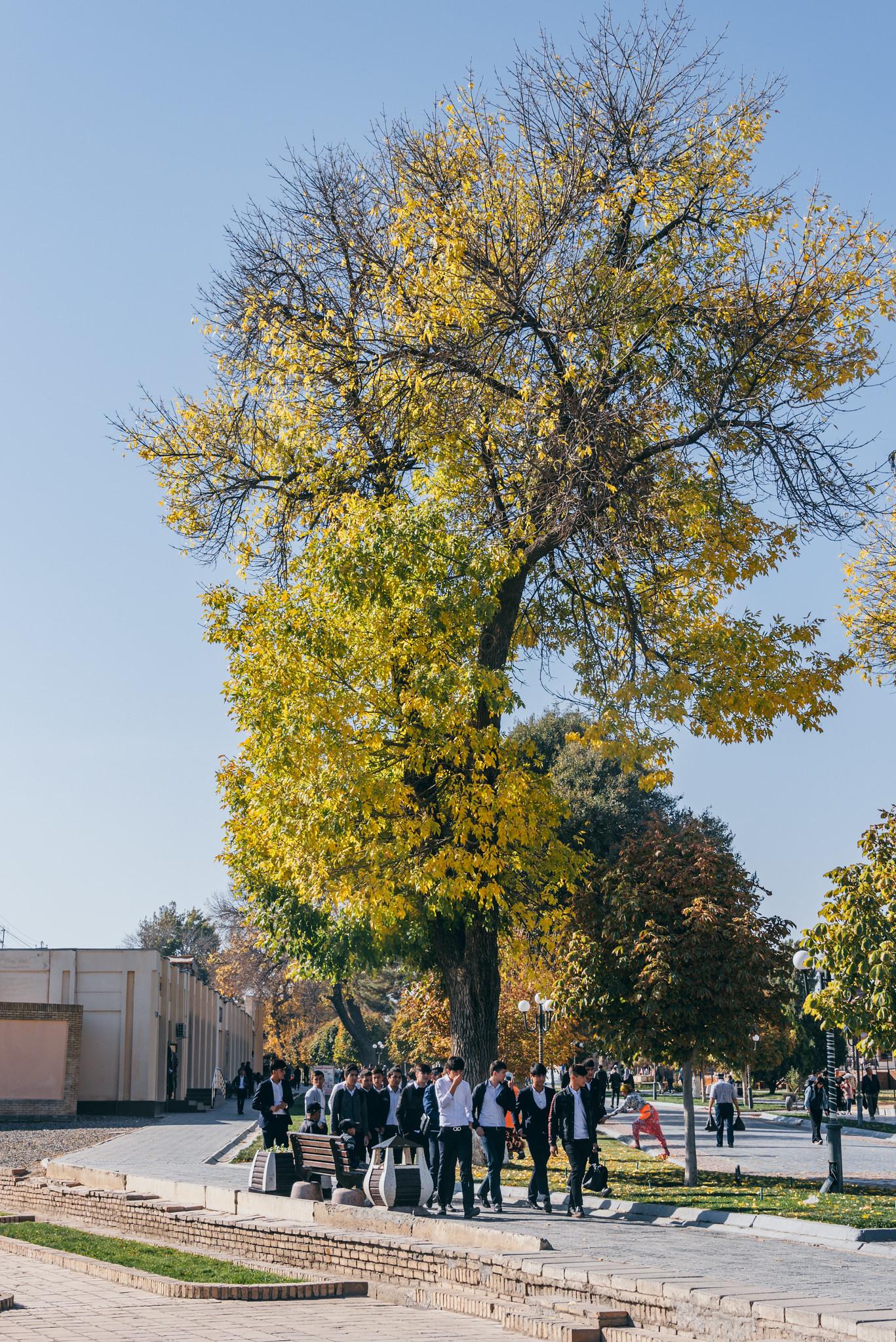 Autumn Tones in Samarkand