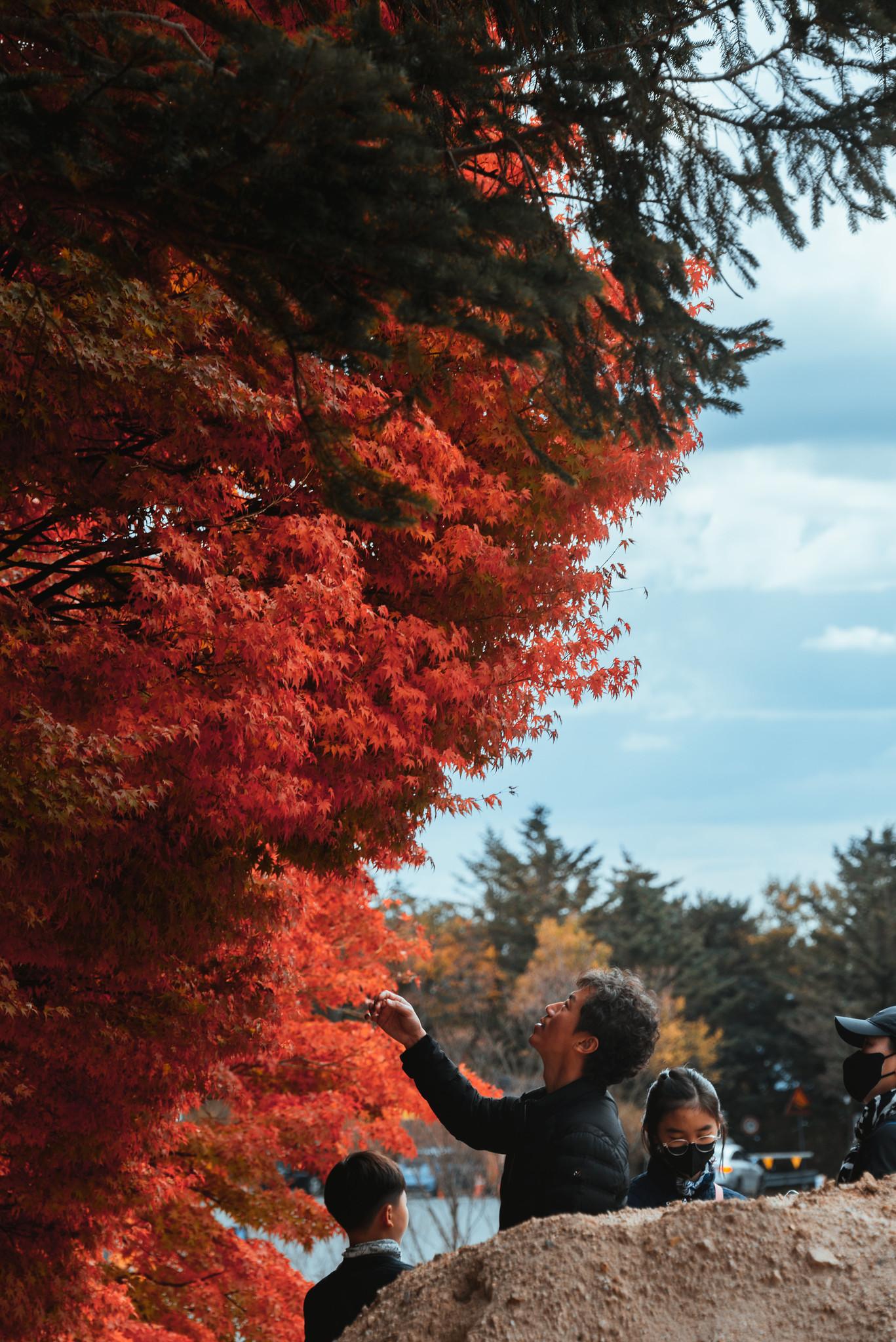 Maple Leaves Season