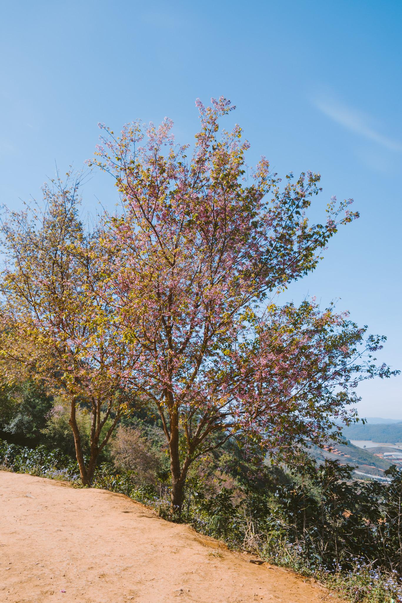 Sour Cherry Trees at Mong Dao Nguyen