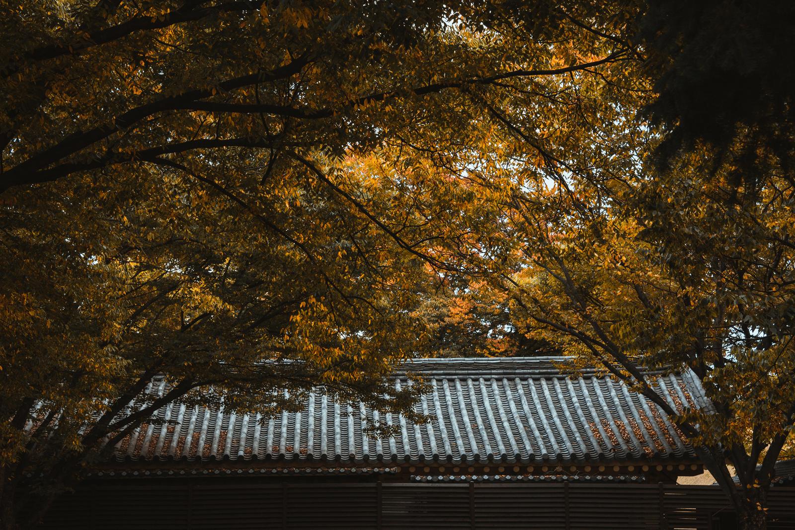 Roof Structures in Daereungwon