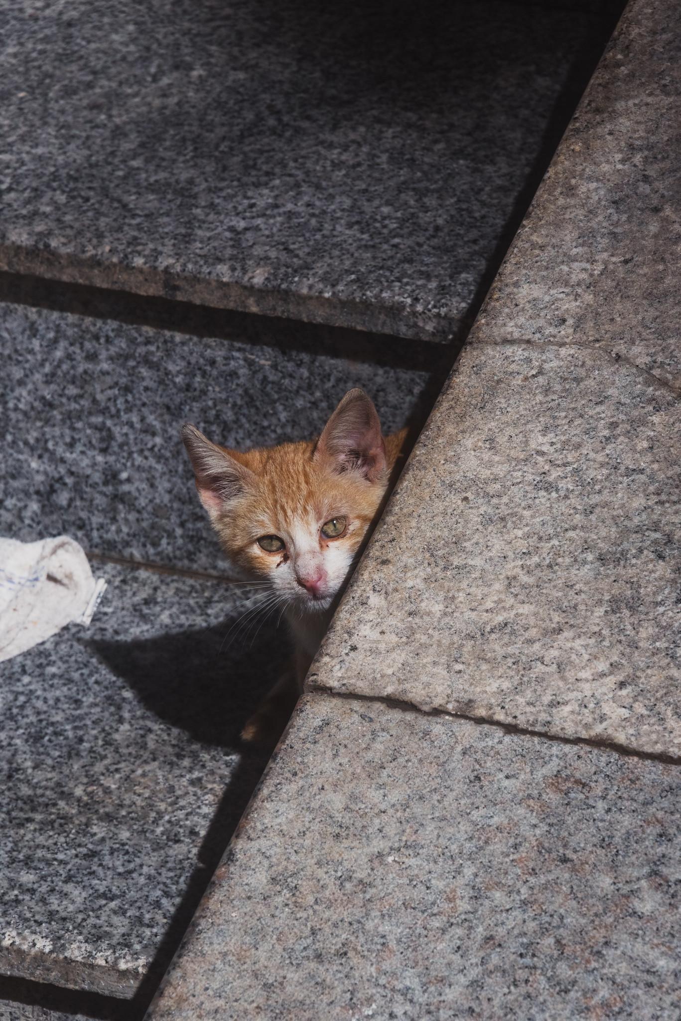 The Cat in Front of the Homestay