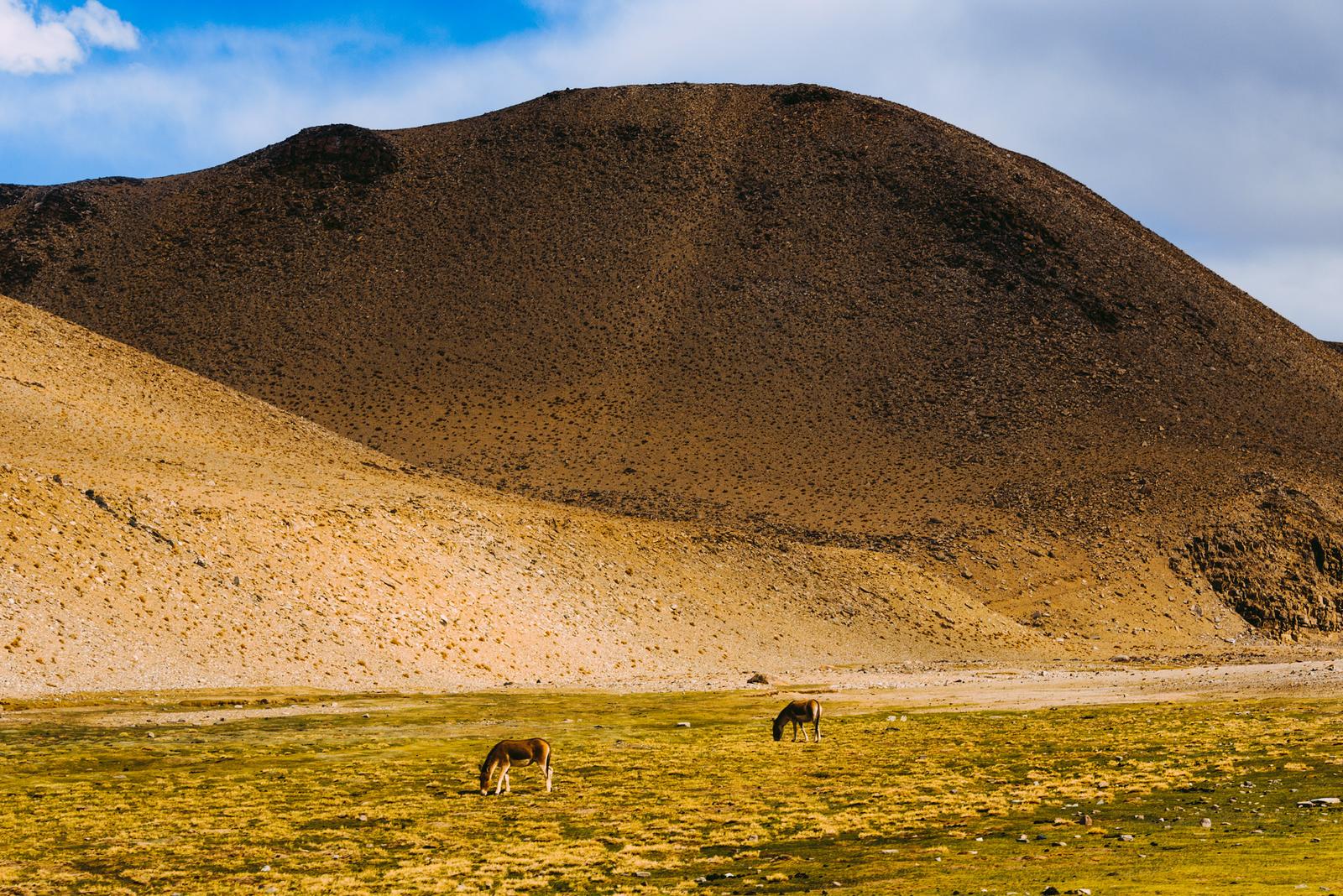 Grazing on Kyagar La