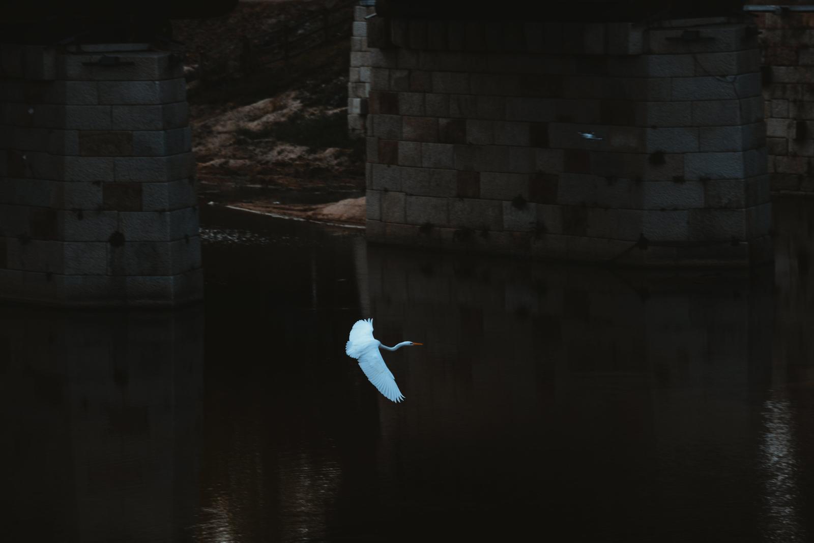 A Stork Spanning Wings