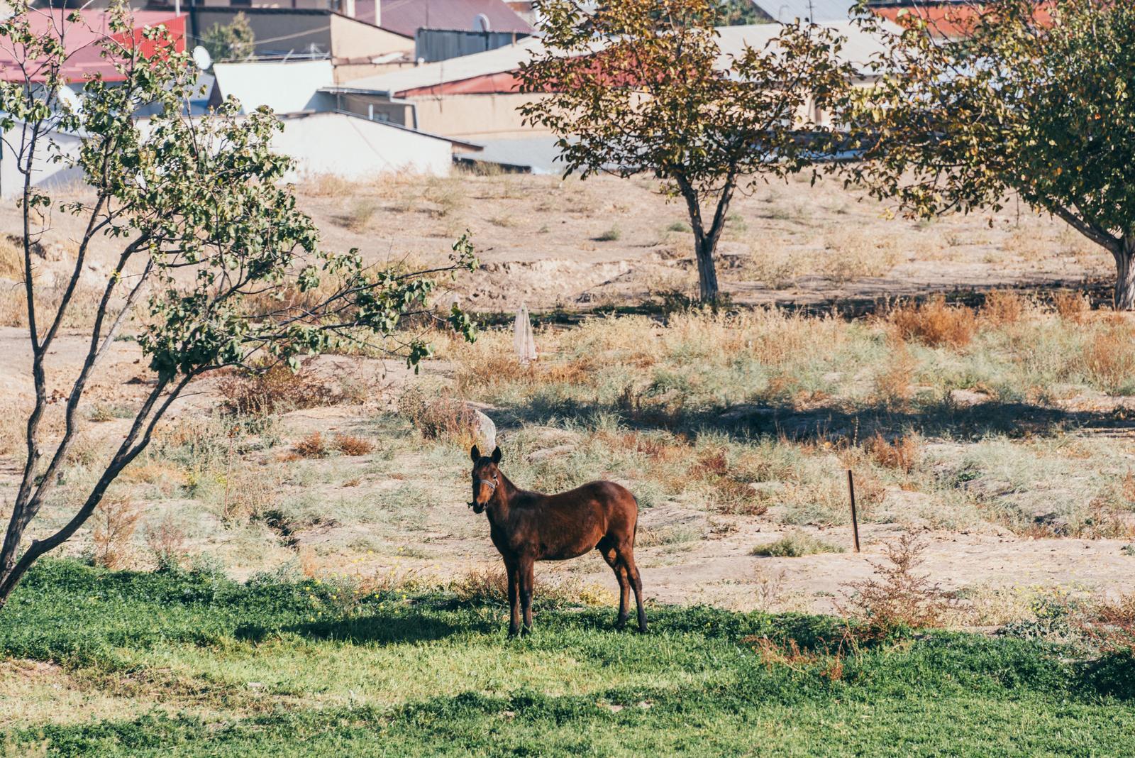 Những con ngựa được nuôi bởi cư dân Afrosiyob