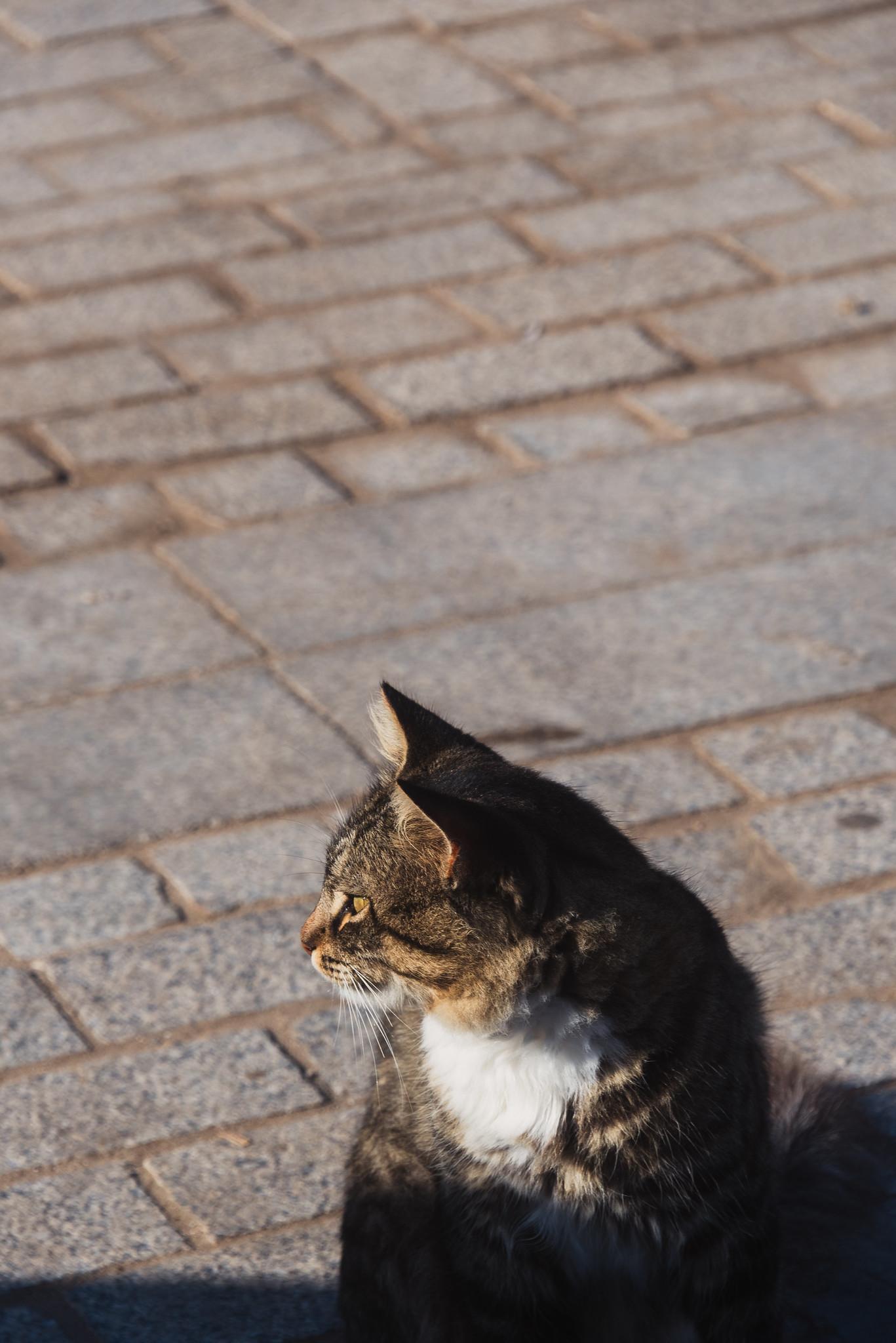 A Cat in the Medina