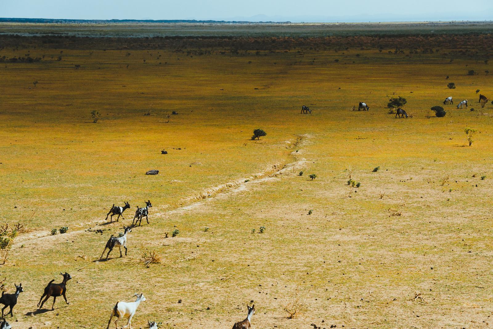 A Herd on the Grassland