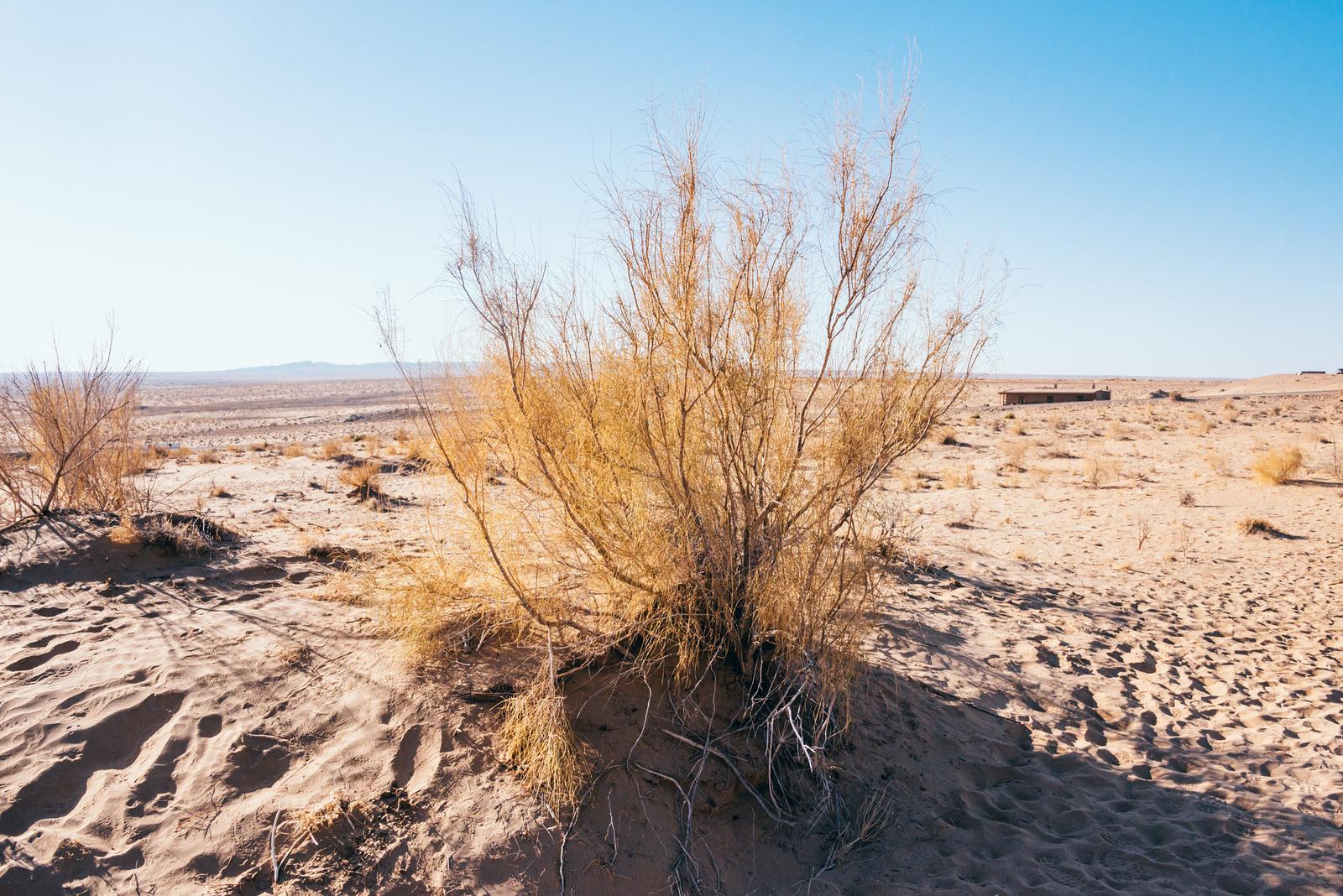 Kyzylkum Desert Landscape