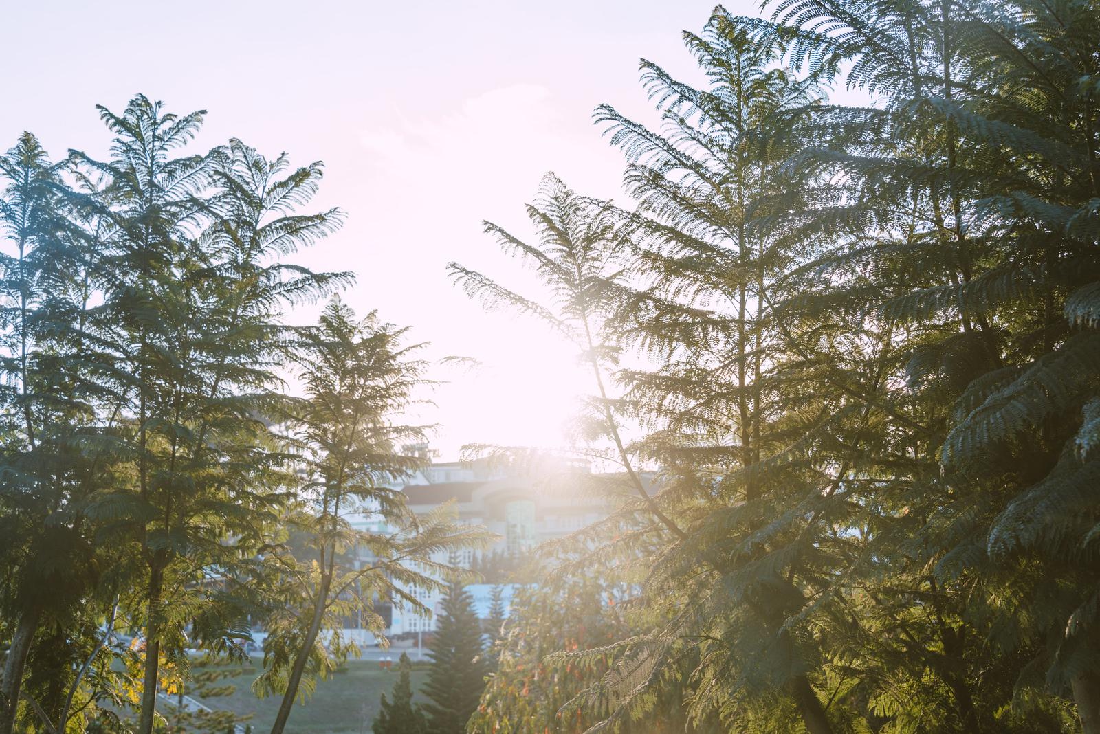 Pine Shade in the Morning