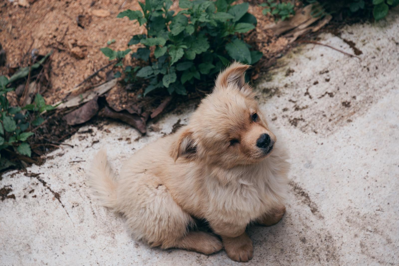 A Small Puppy at the Homestay