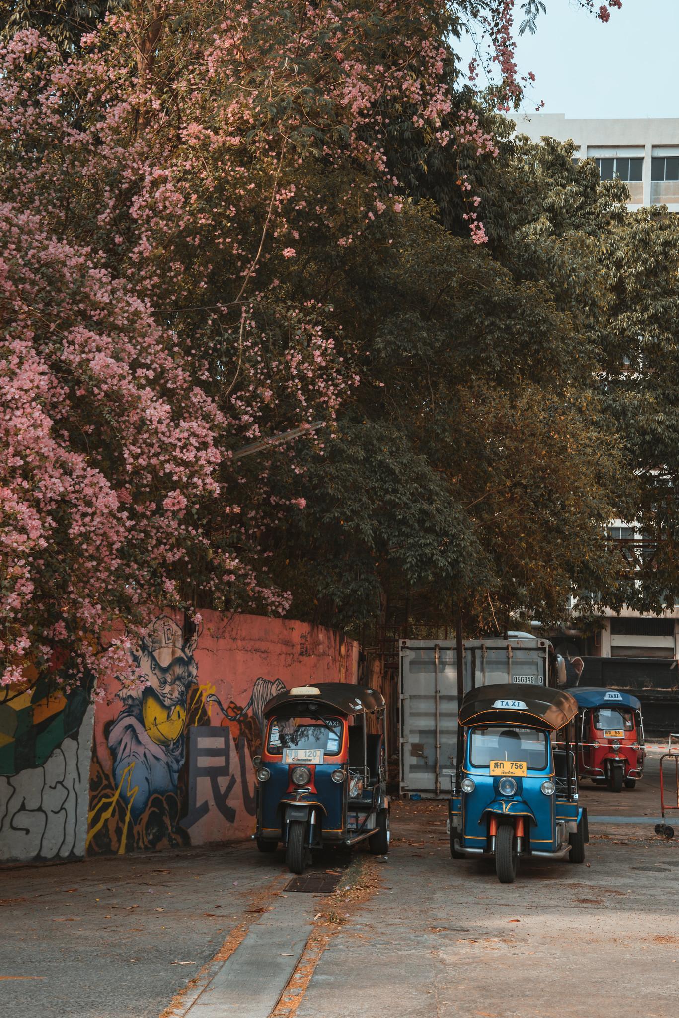 A Bougainvillea Canopy