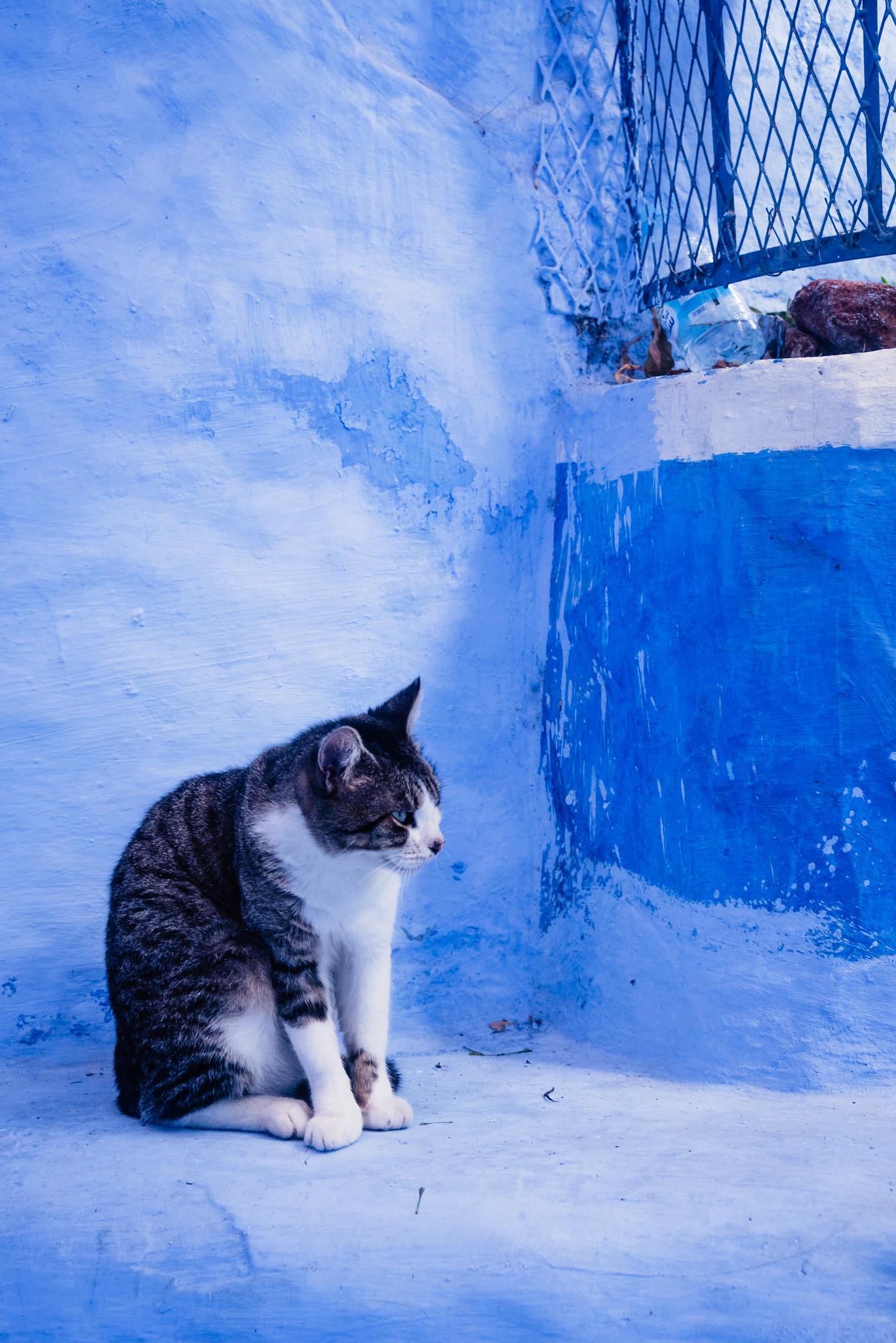 On the Blue Background There's a Cat
