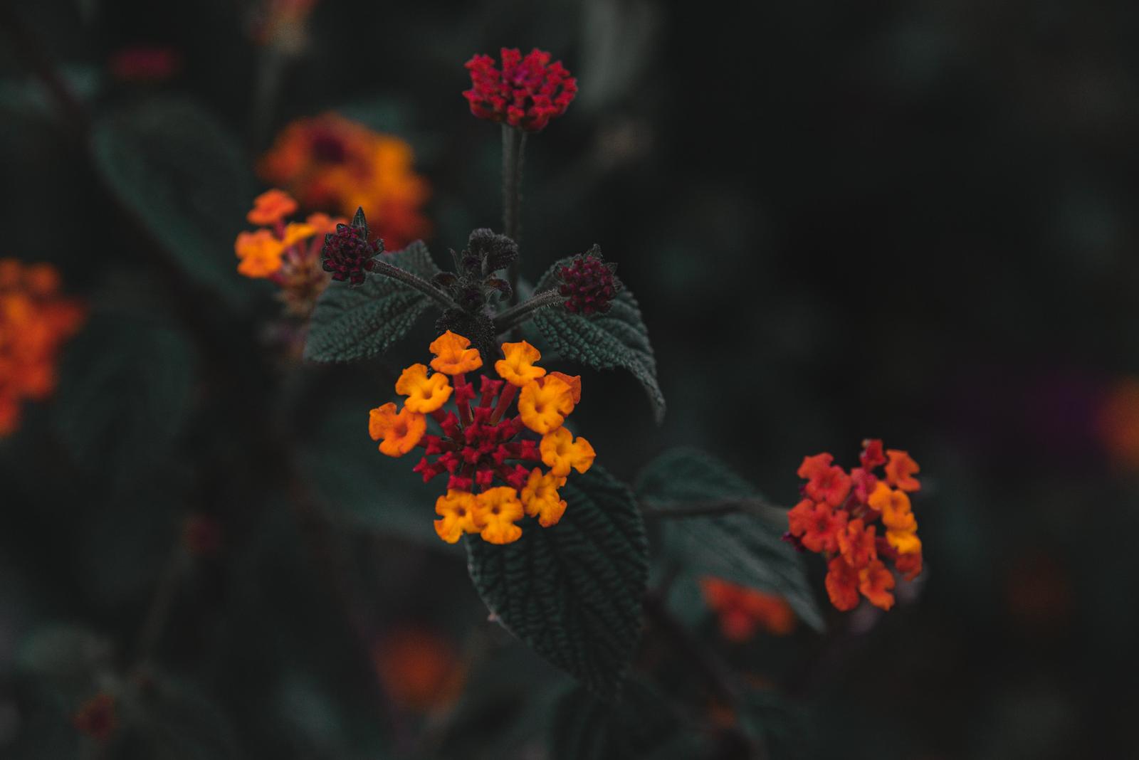 Flowers by the Road