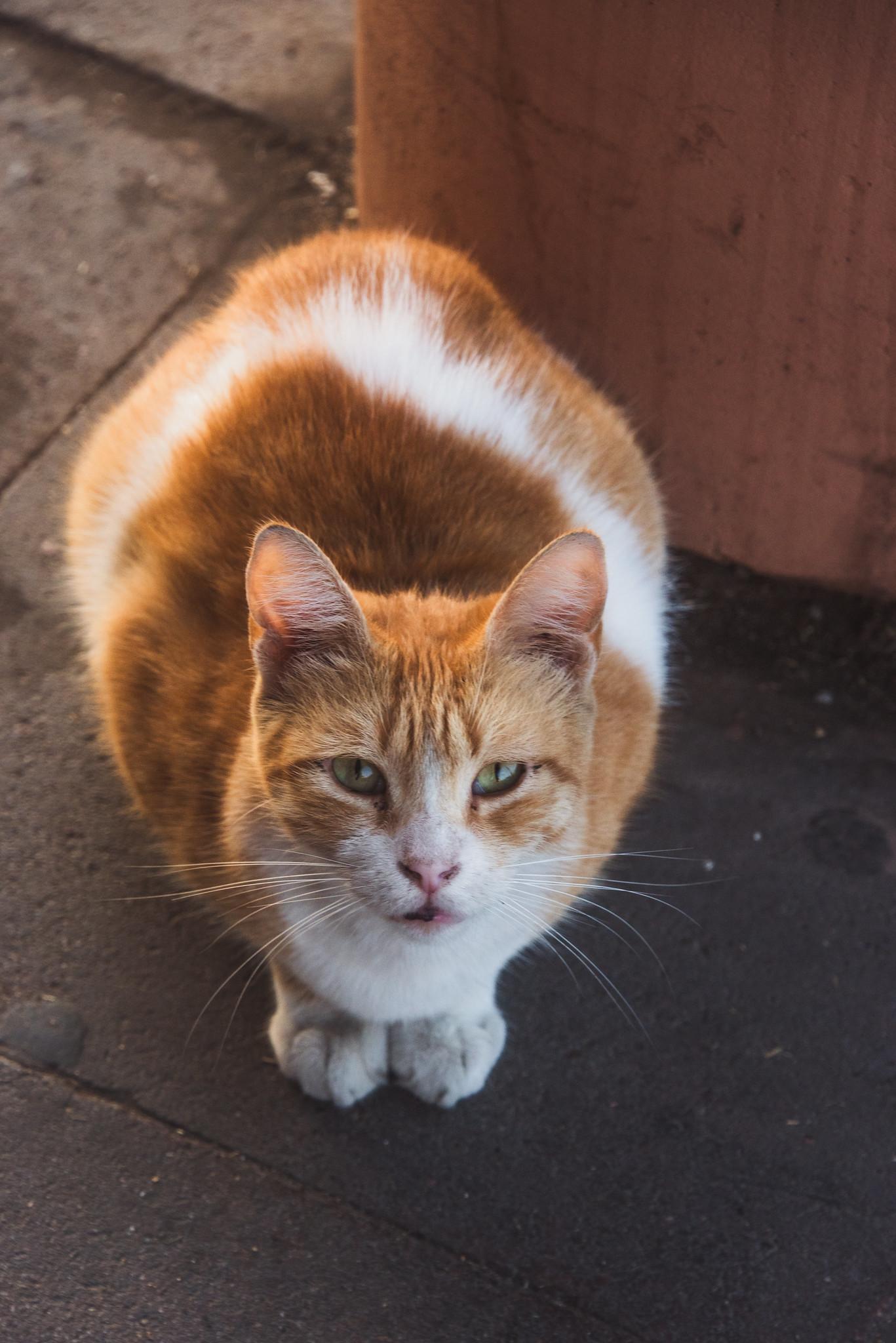 Cats, Cats Everywhere