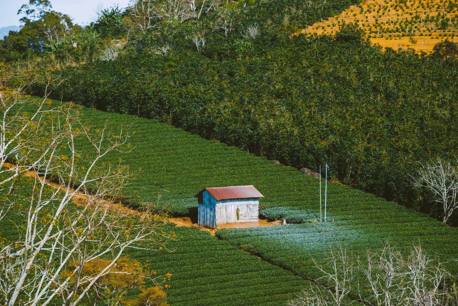 A Hut on the Tea Hill
