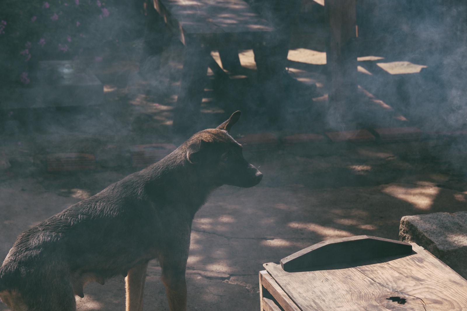 A Dog by the Fireplace