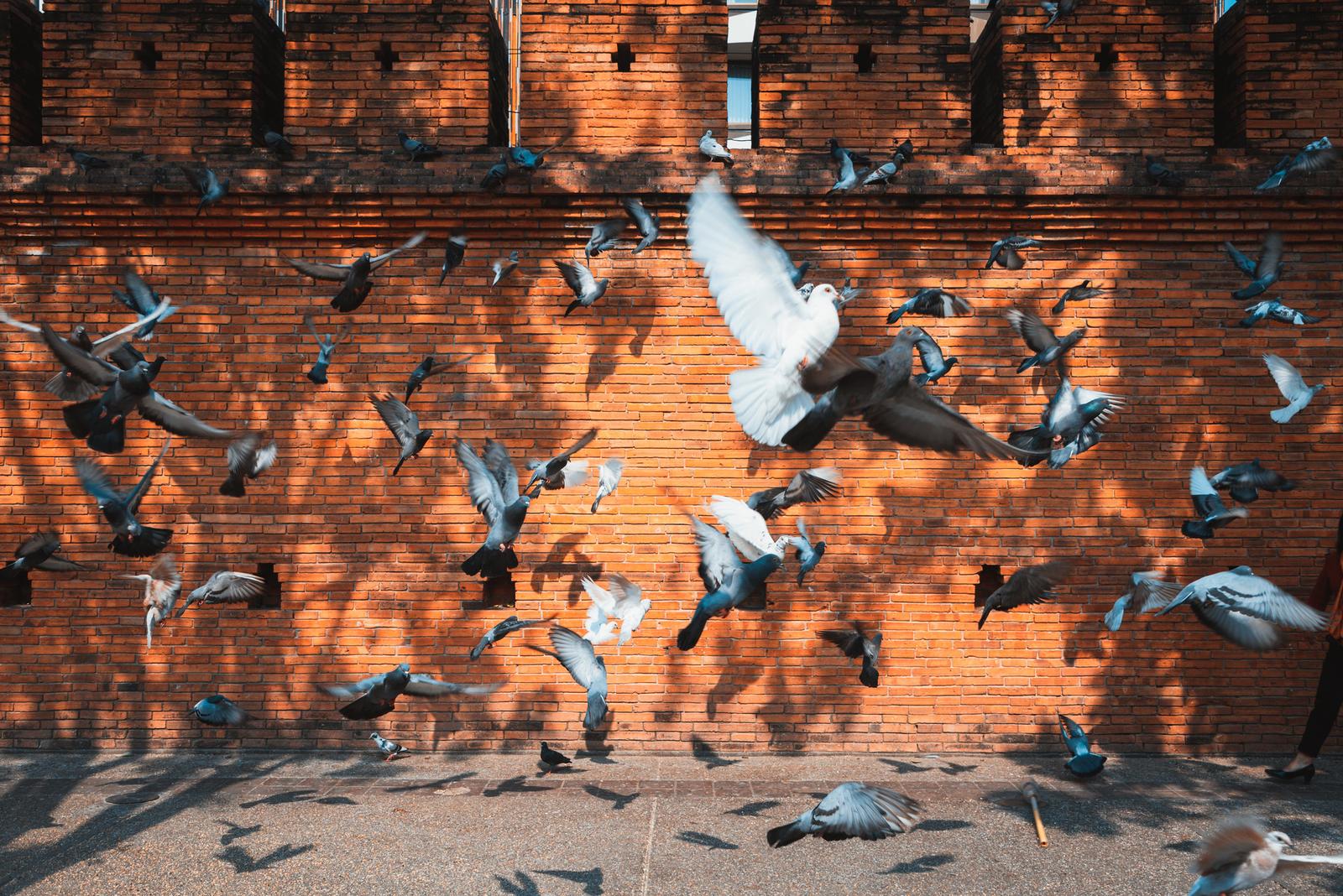 Chiang Mai Citadel Wall