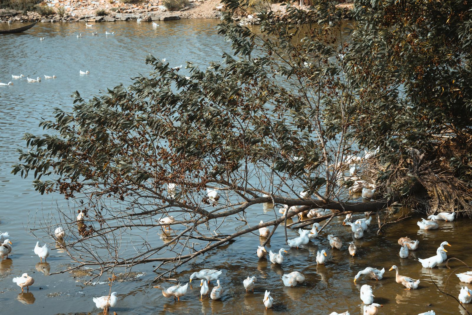 A Flock of Duck by the Road