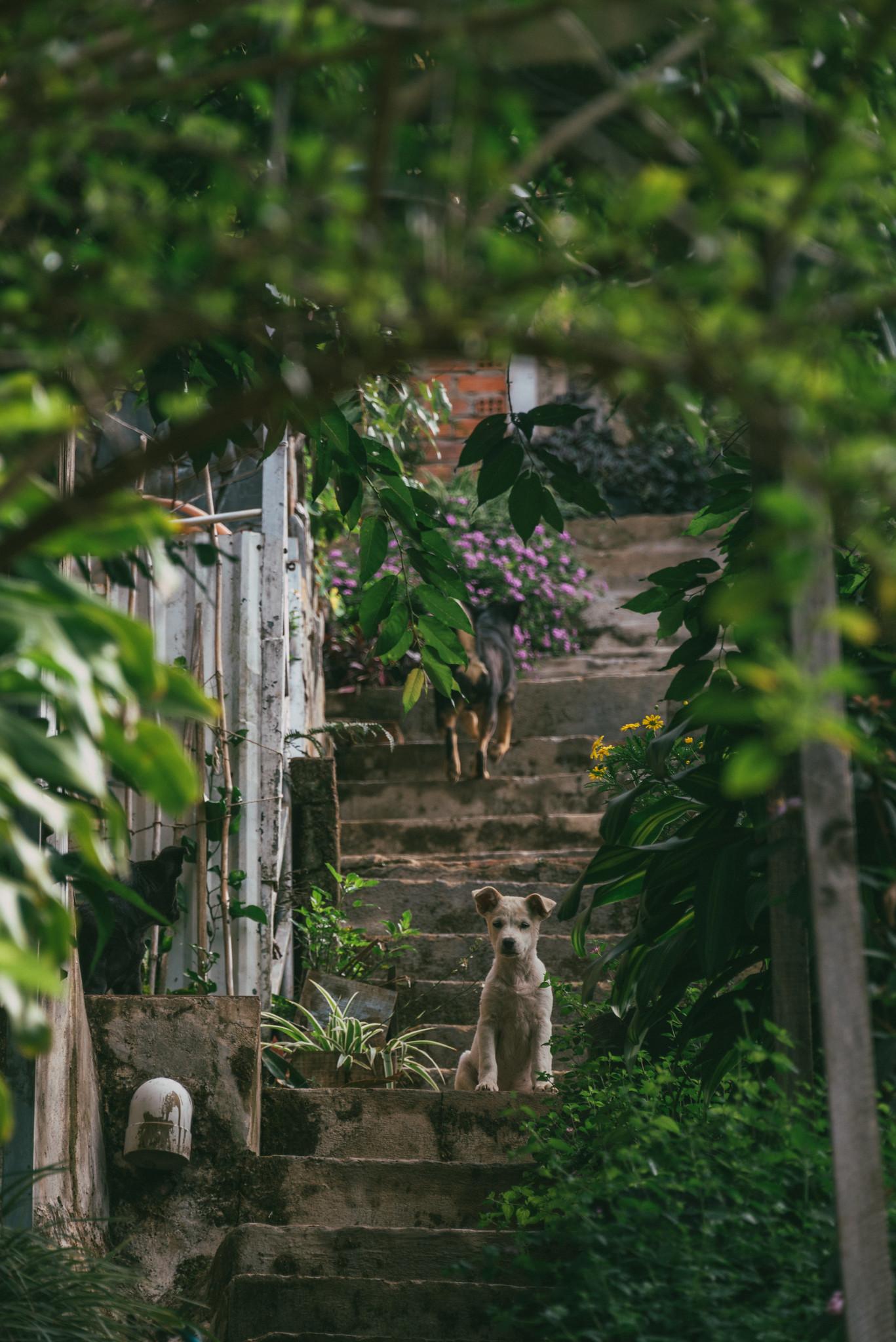 The Puppies of the Homestay