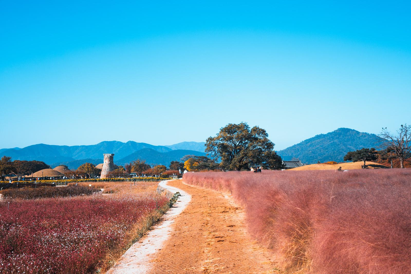 Swamped in the Sea of Pink