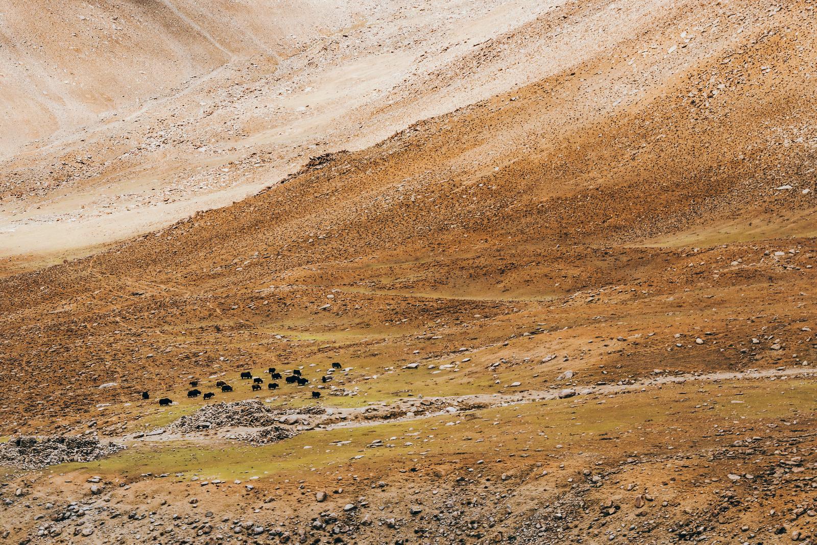 Yaks Grazing on Steppes