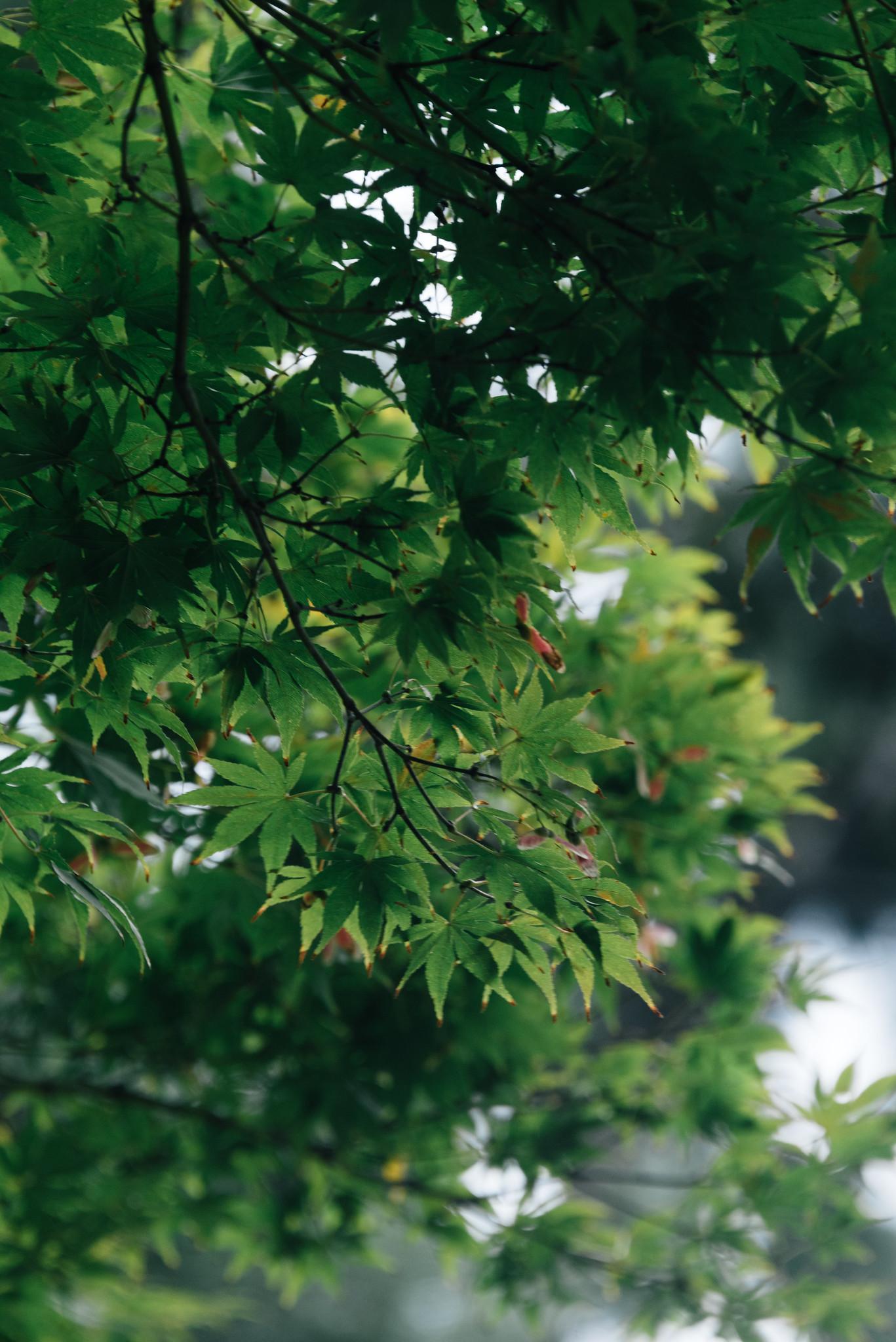 Maple Leaves at Daereungwon