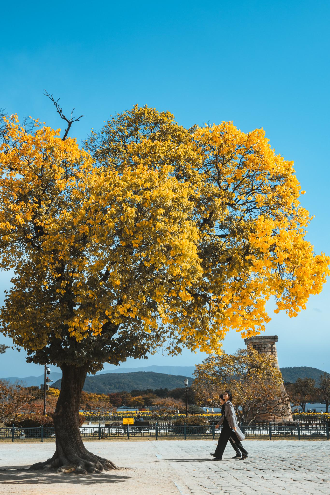 Tán lá vàng gần Cheomseongdae