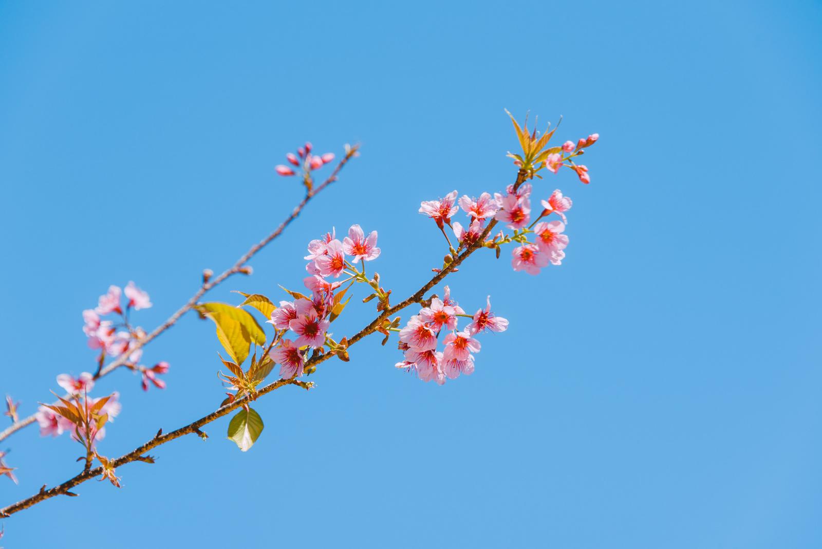 Sour Cherry Blossoms in the Shine of Spring