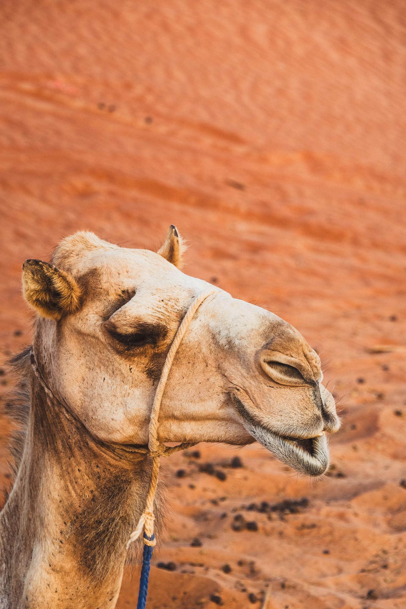 A Single-humped Camel