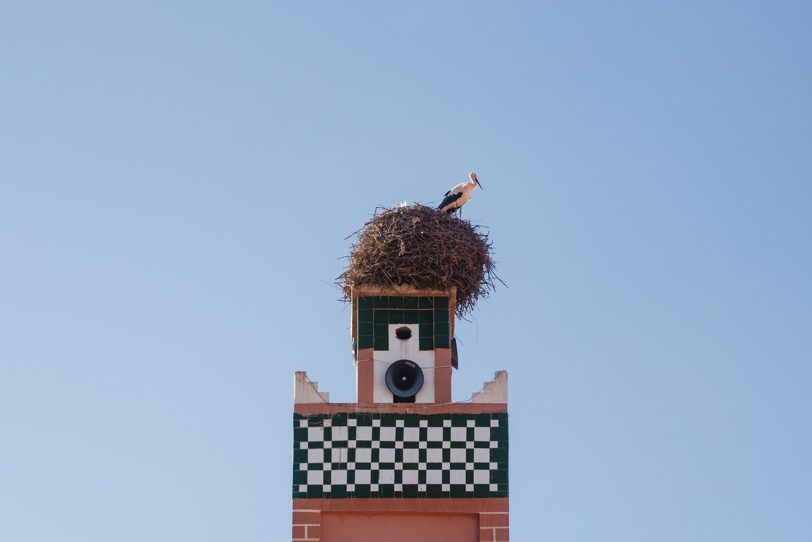 A Stork Nest