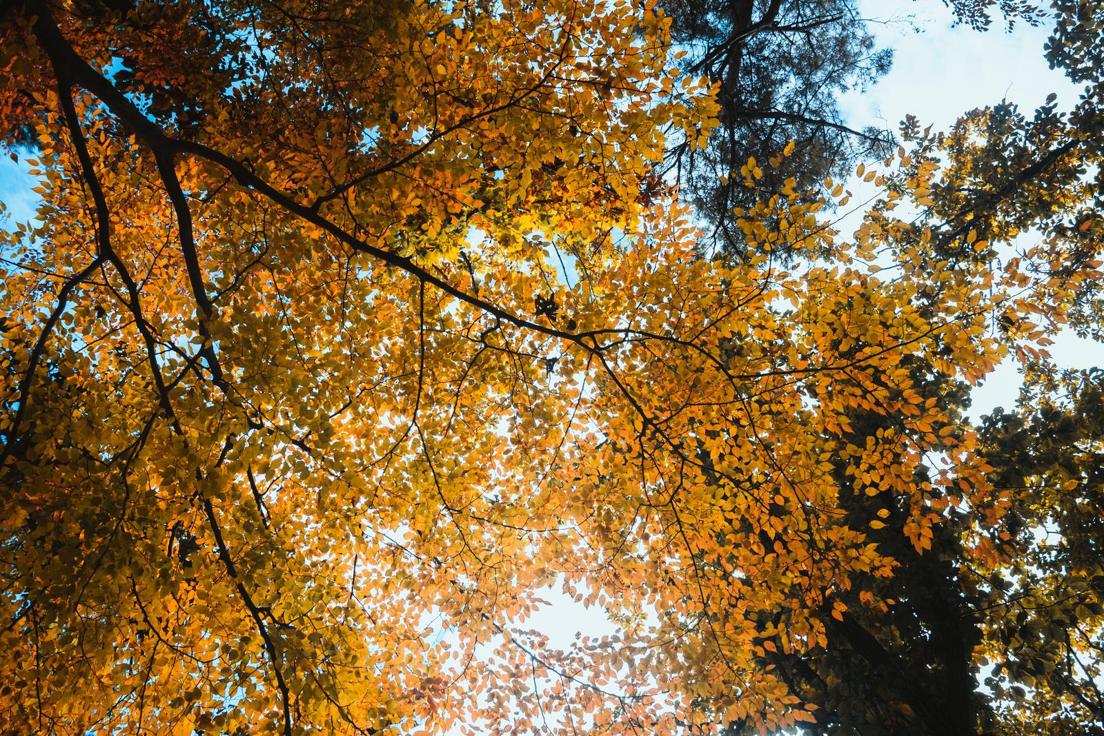 Looking up to the Sky