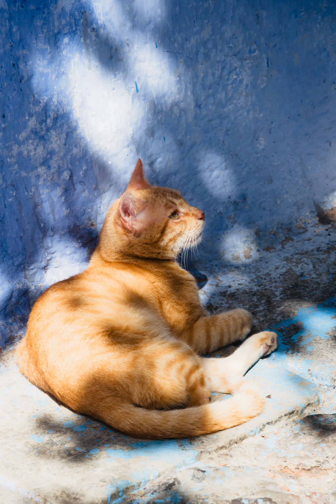 On the Blue Background There's a Cat