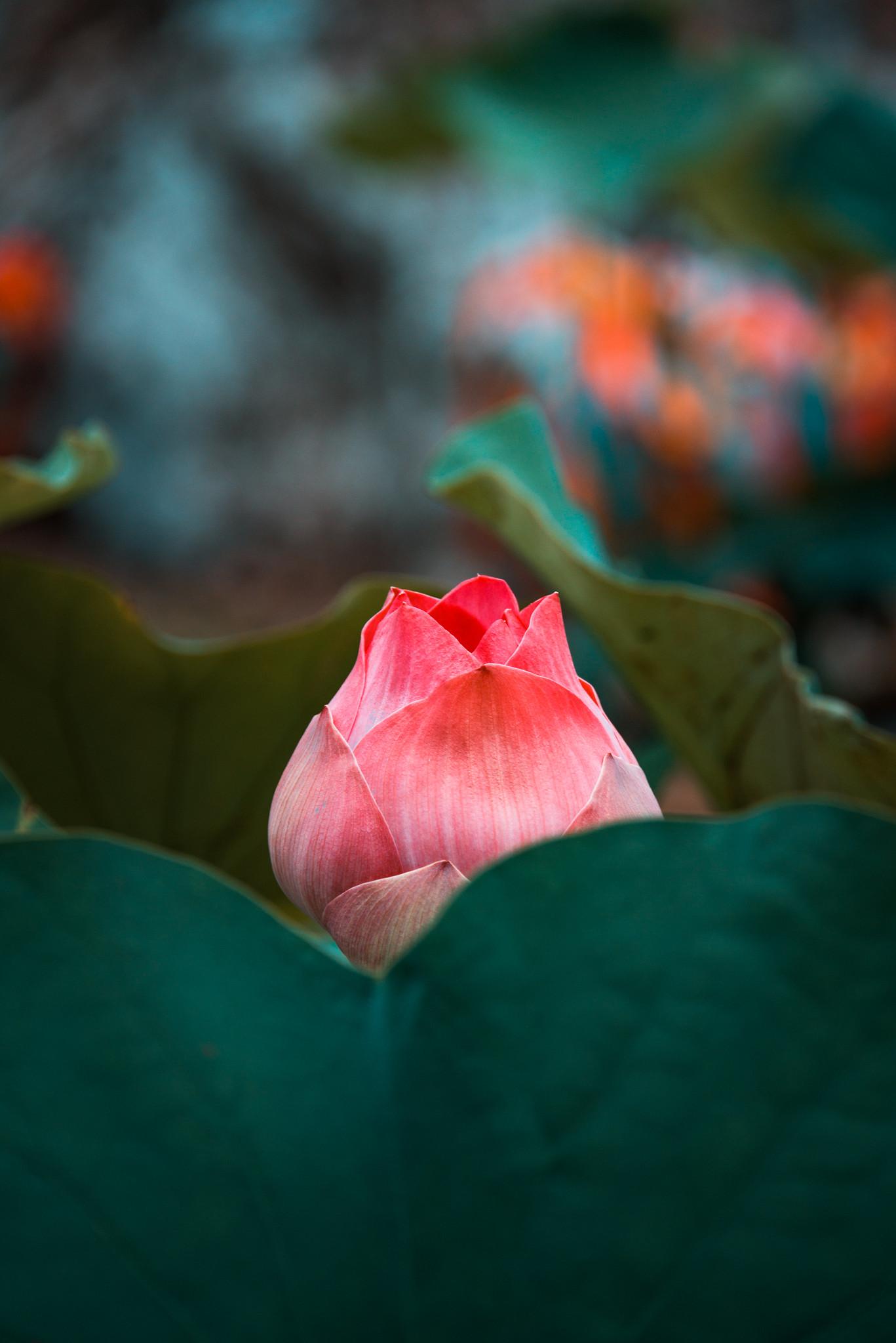 Chiang Mai Street Sights