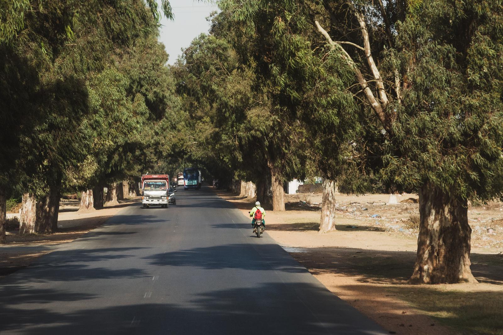Row of Eucalyptus Trees