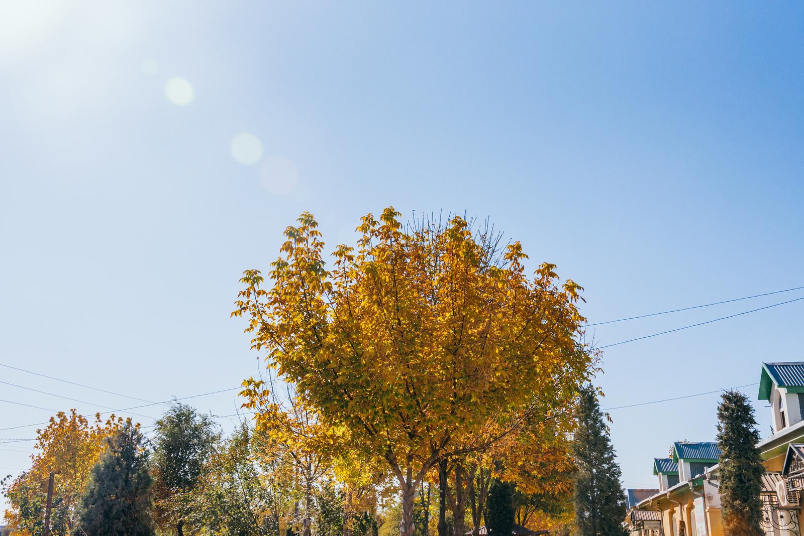 A Golden Tree in Bustan