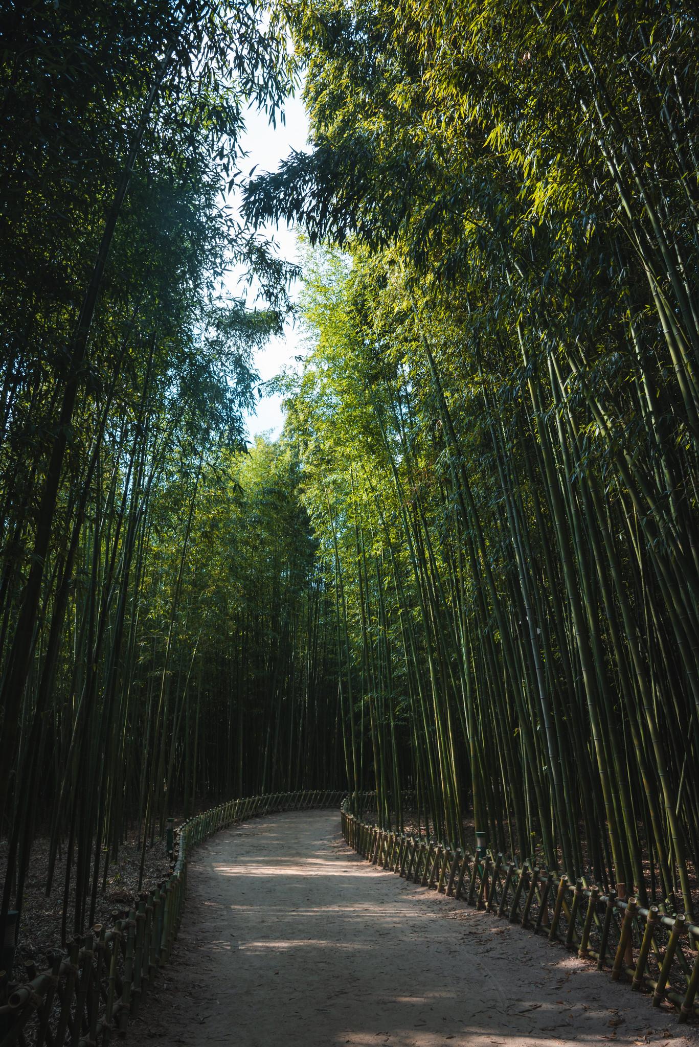 Bamboo Forest