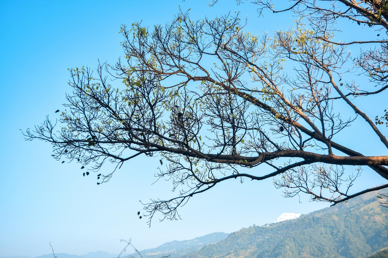 Tree Branches over Snow White Mountain