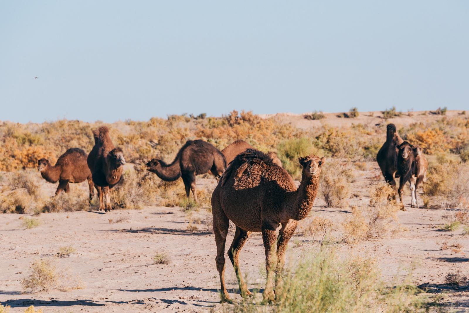 A Herd of Grazing Camels