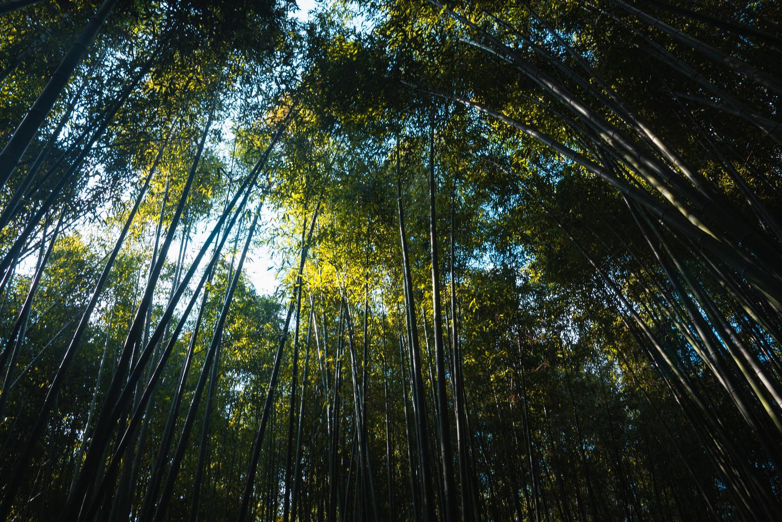 Bamboo Forest