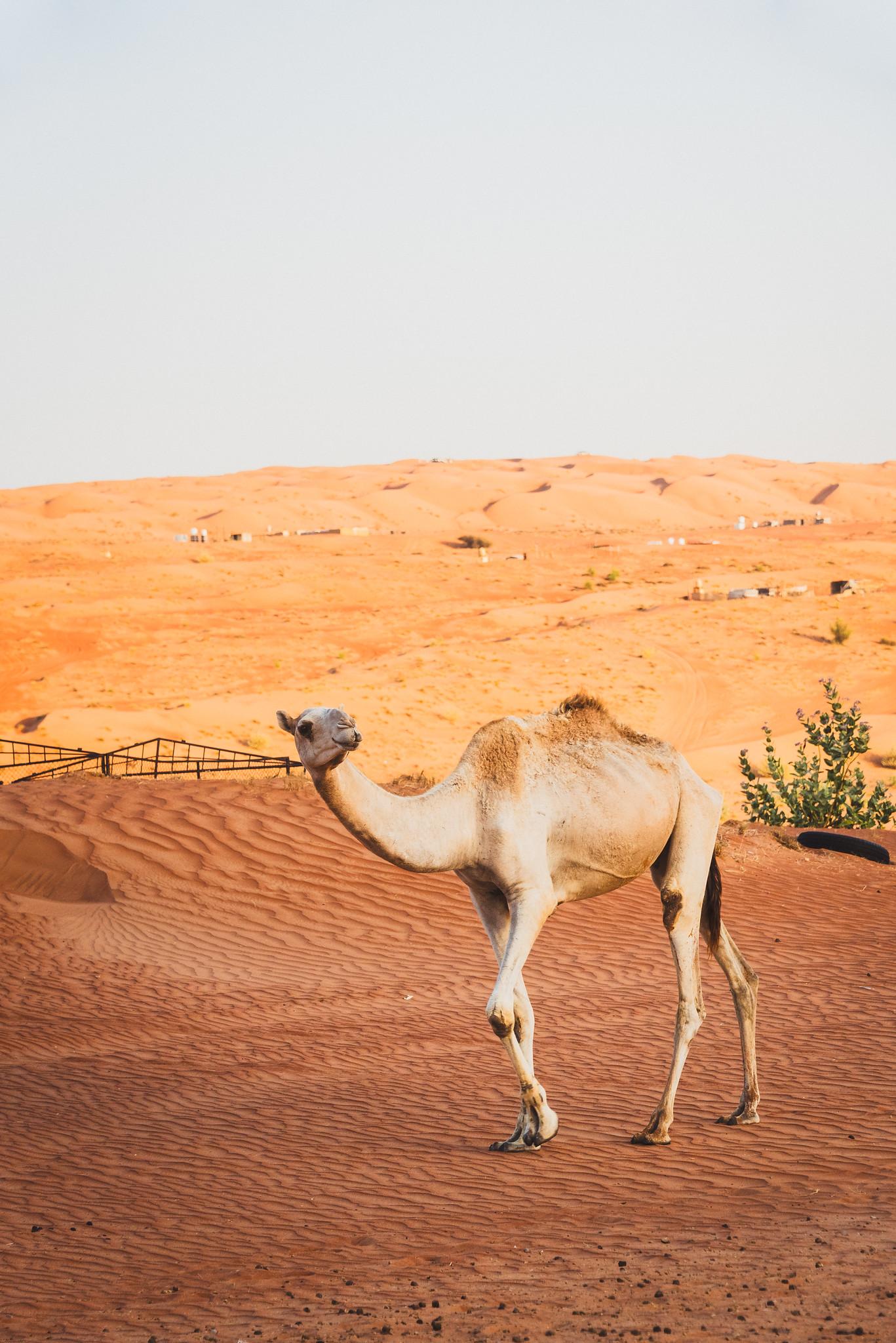 A Single-humped Camel