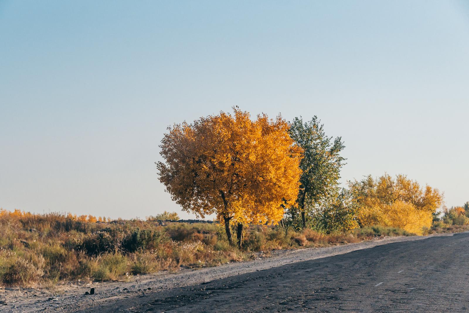 Autumn on the Roads of Karakalpak