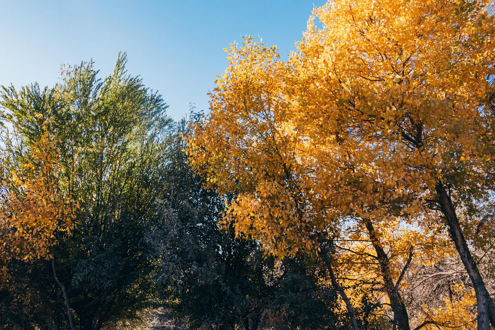 Autumn on the Roads of Karakalpak