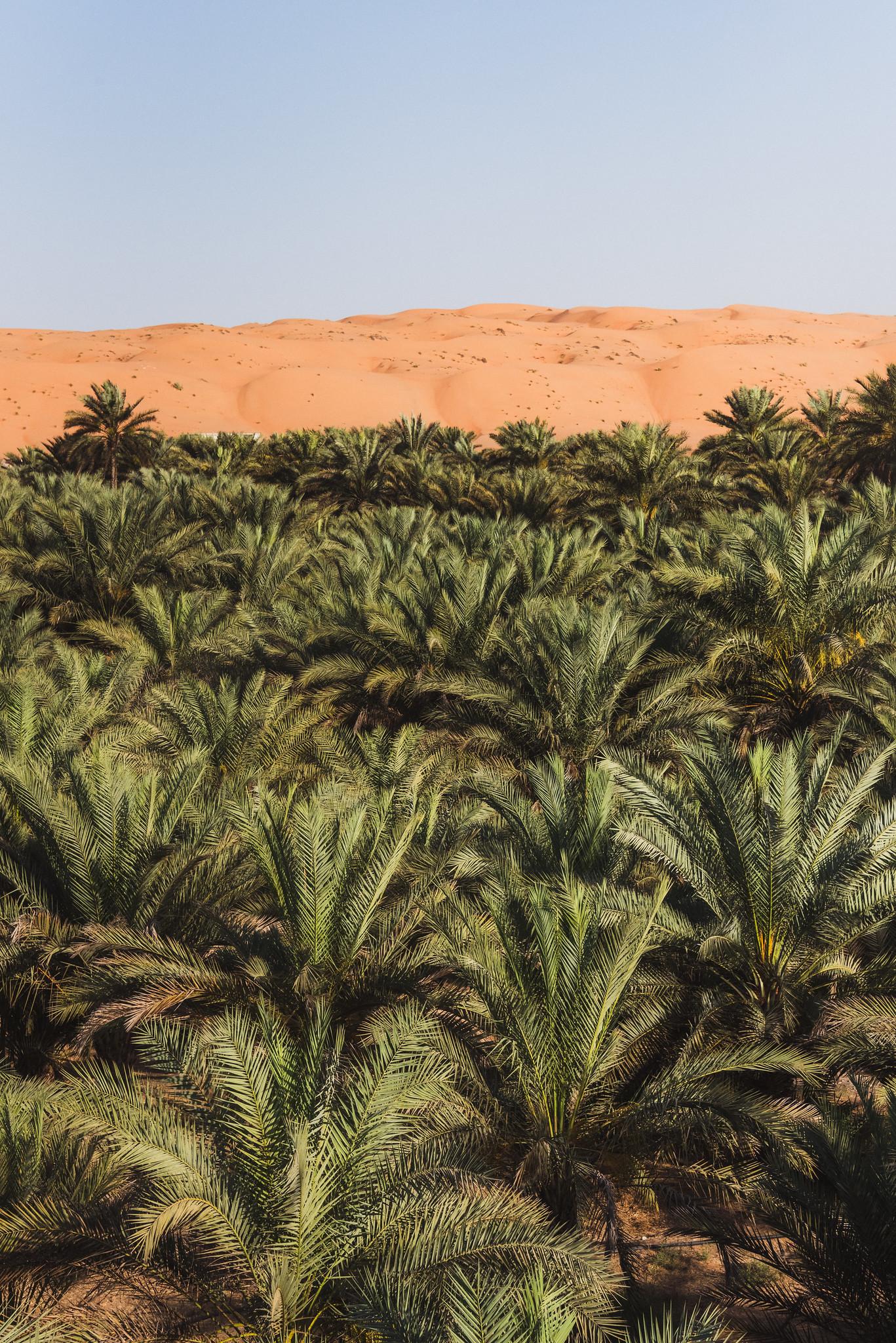 Palm Groves Surrounded by Desert