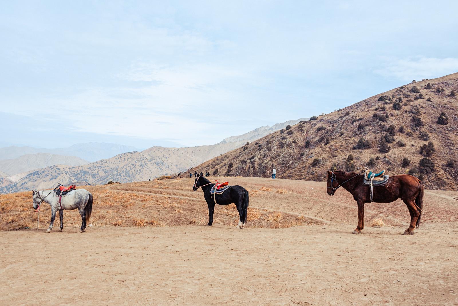 Những chú ngựa trên đỉnh đồi