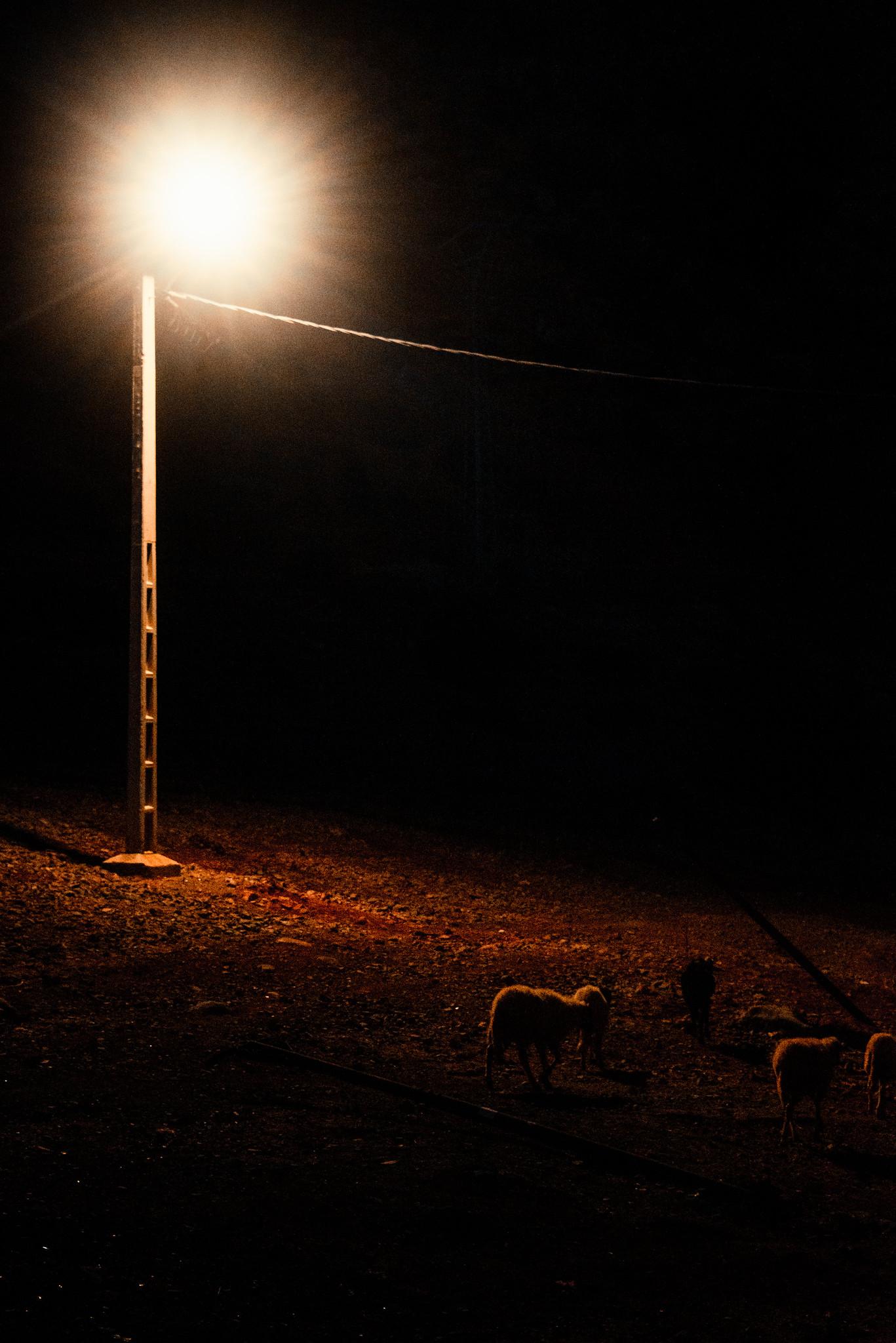 Herding Sheep Home